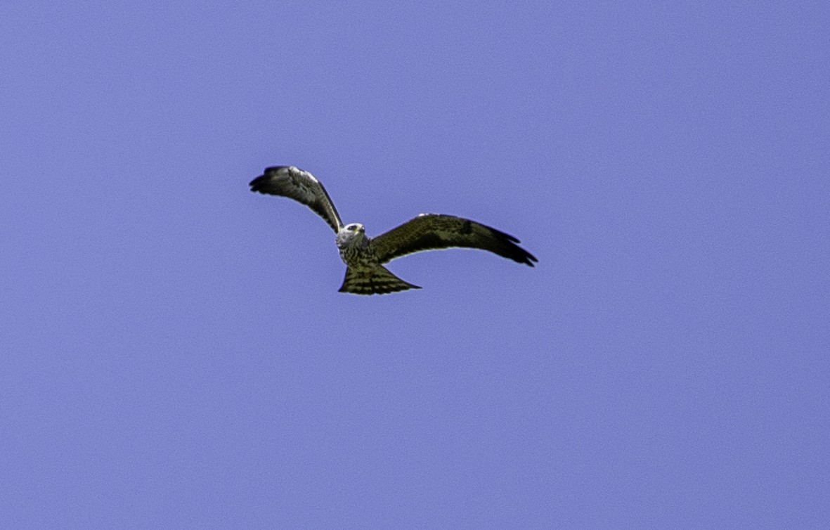 Mississippi Kite - ML645132073