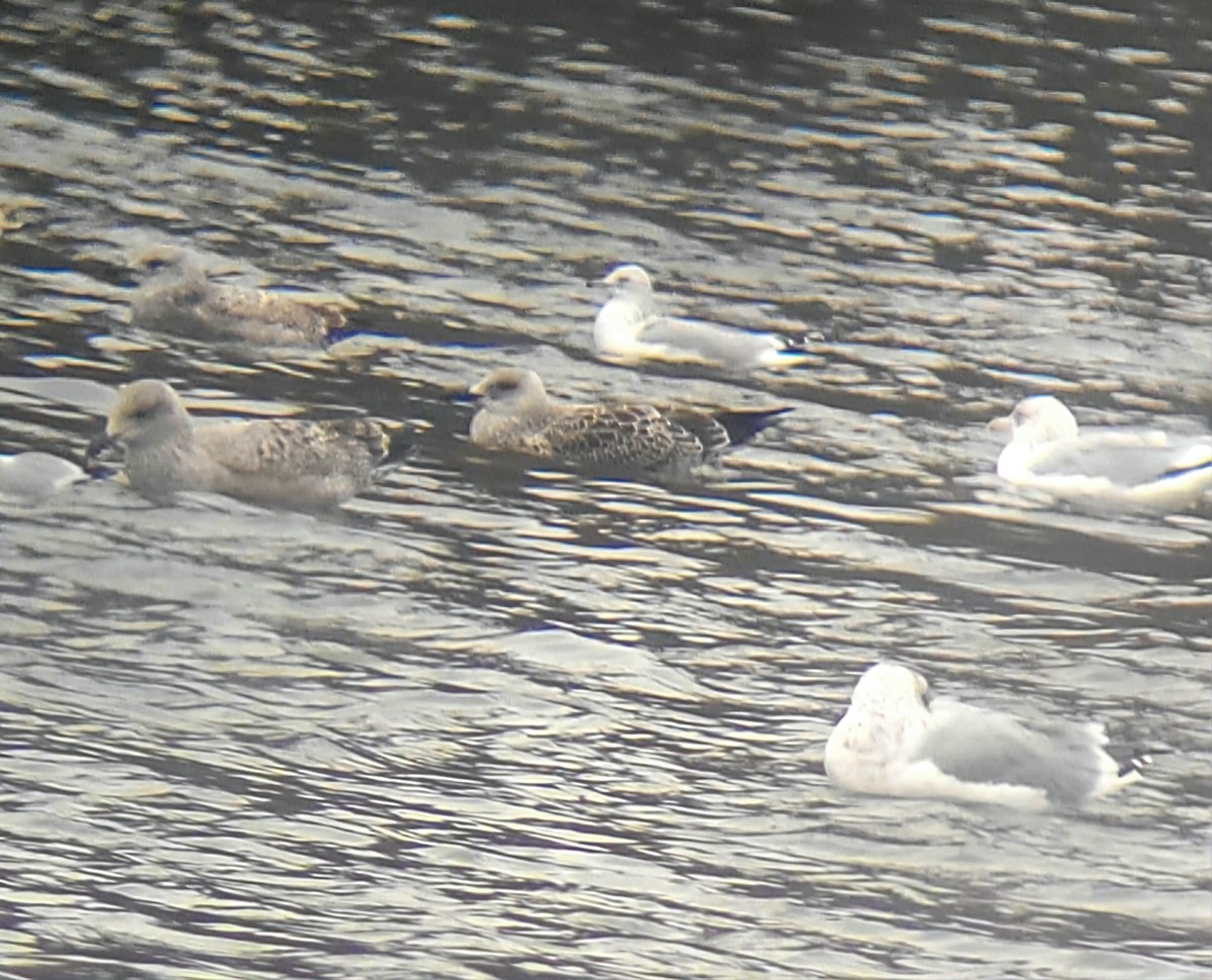 Lesser Black-backed Gull - ML645132074