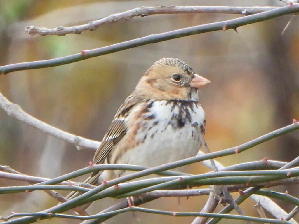Harris's Sparrow - ML645132080