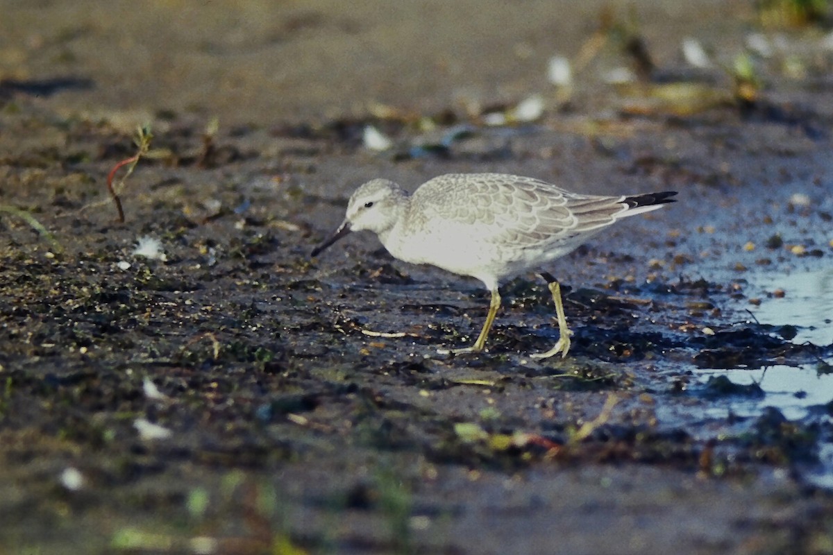 Red Knot - ML645132088