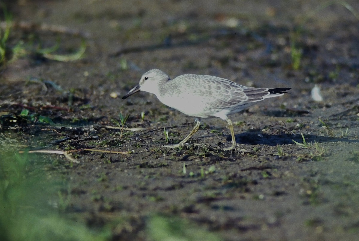 Red Knot - ML645132089