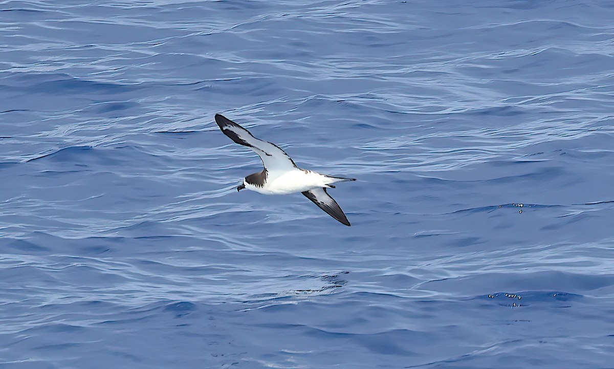 Hawaiian Petrel - ML645132091