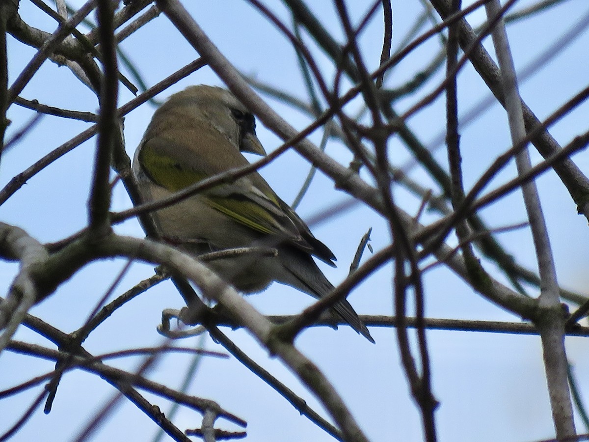 Lawrence's Goldfinch - ML645132093