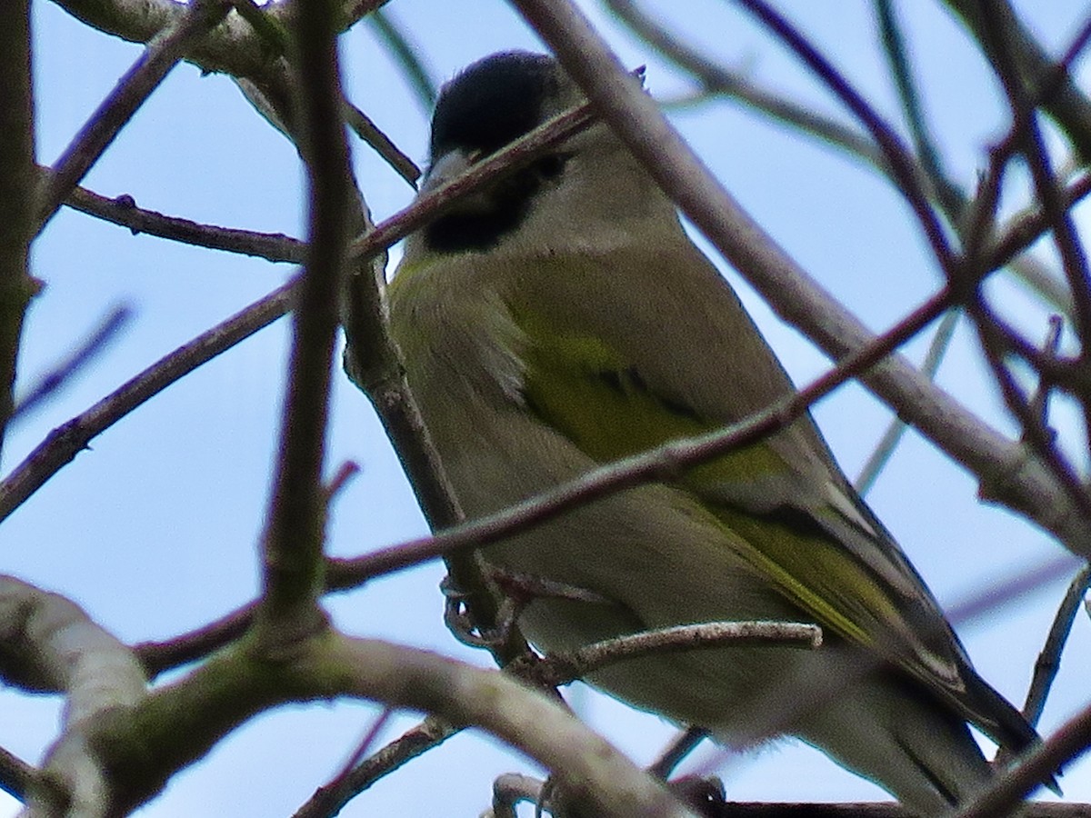 Lawrence's Goldfinch - ML645132094