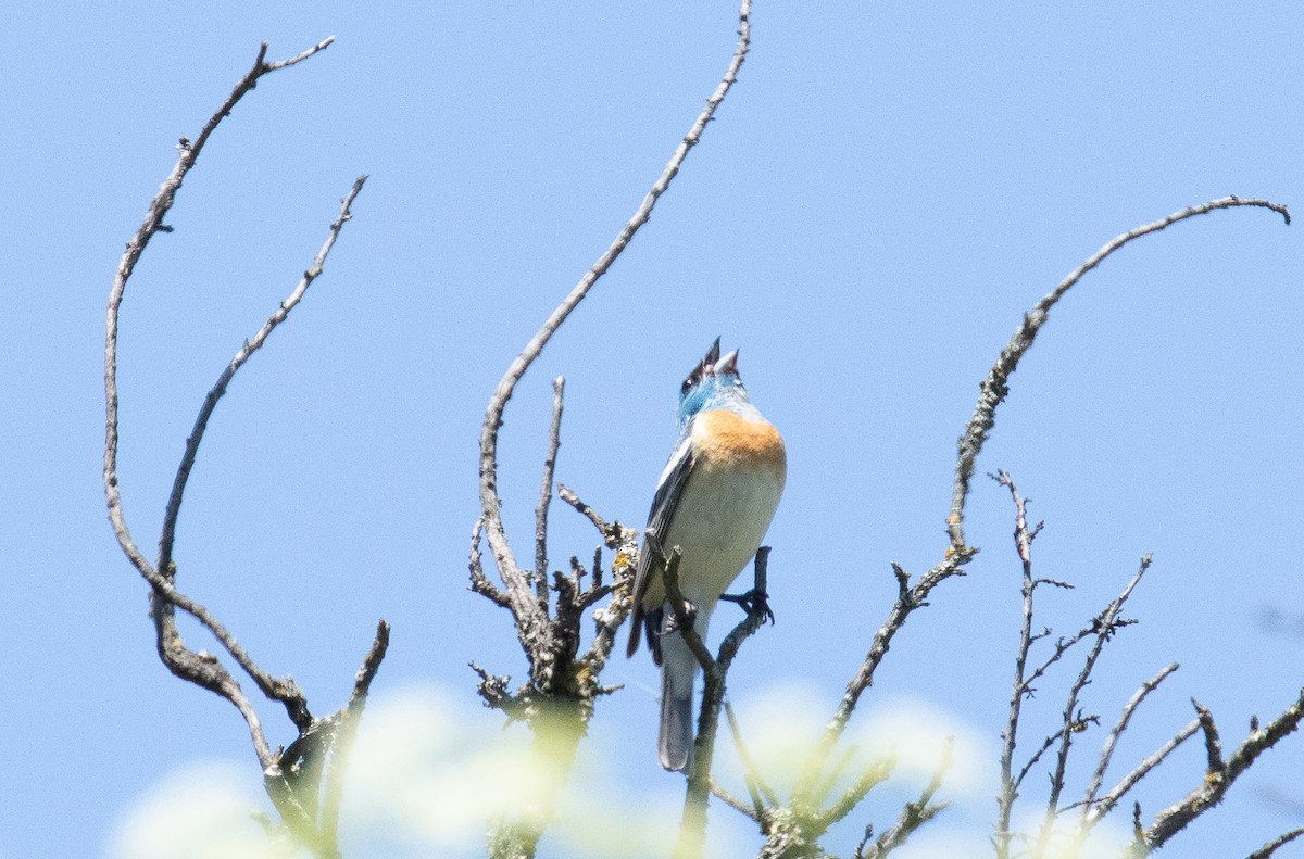 Lazuli Bunting - ML645132103