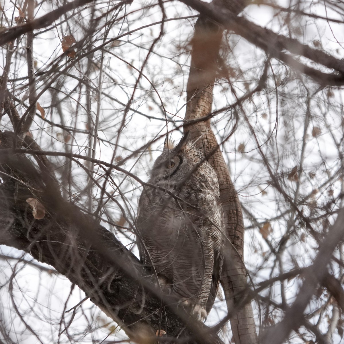 Great Horned Owl - ML645132104