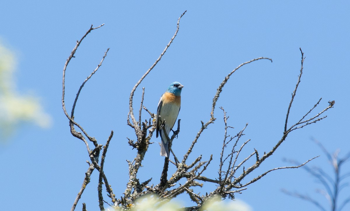 Lazuli Bunting - ML645132105