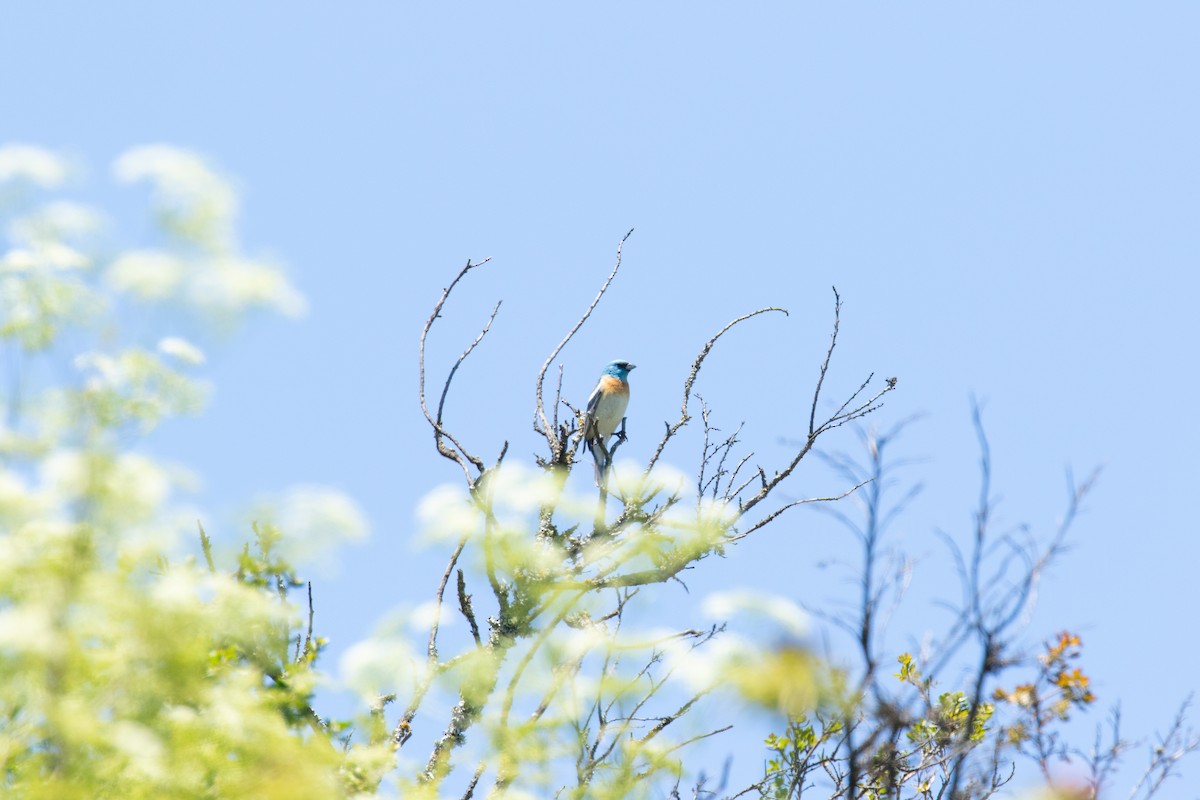 Lazuli Bunting - ML645132106