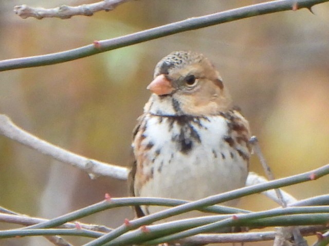 Harris's Sparrow - ML645132107