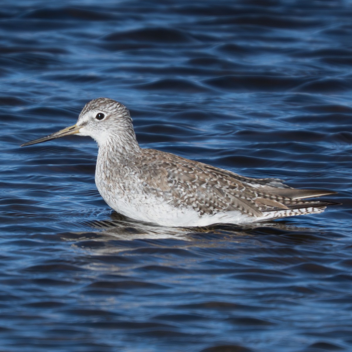 Greater Yellowlegs - ML645132110