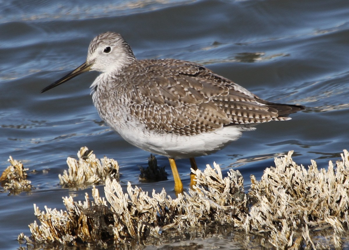 Greater Yellowlegs - ML645132119