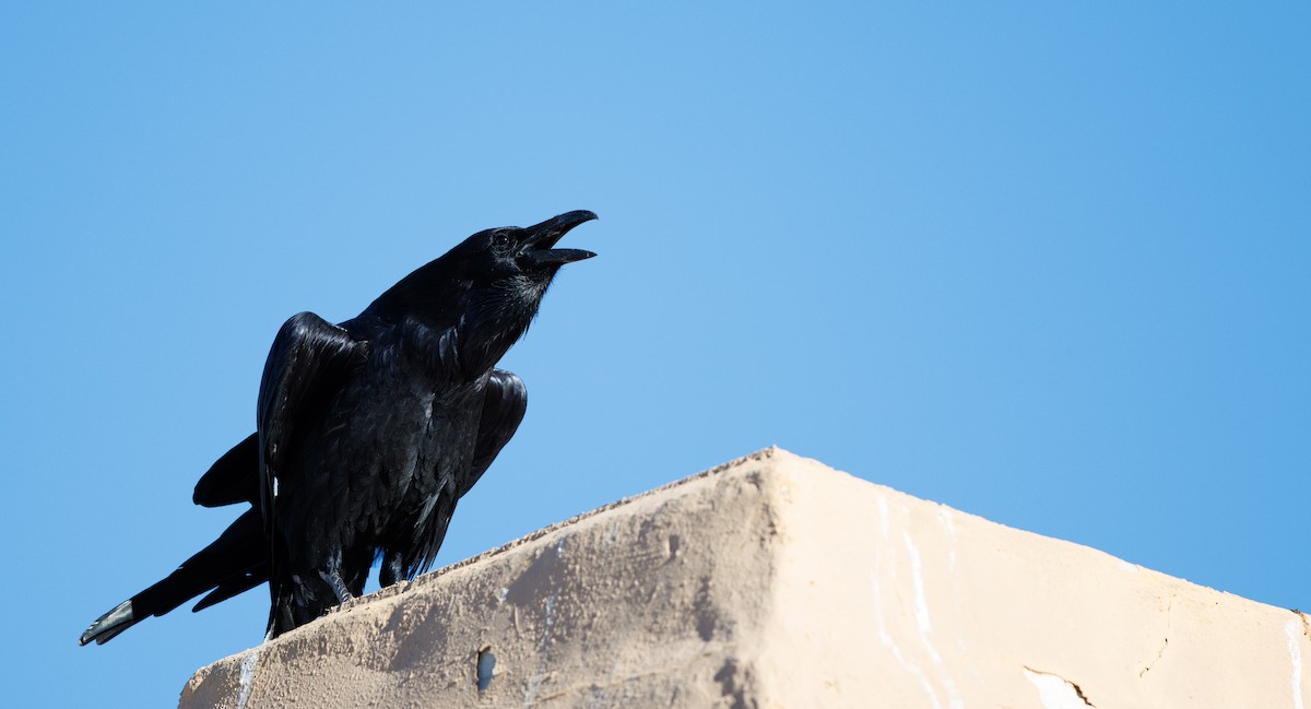 Kolkrabe - ML645132123