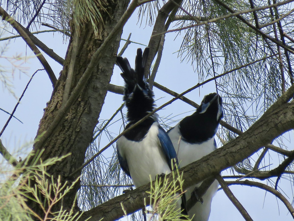 Black-throated Magpie-Jay - ML645132141