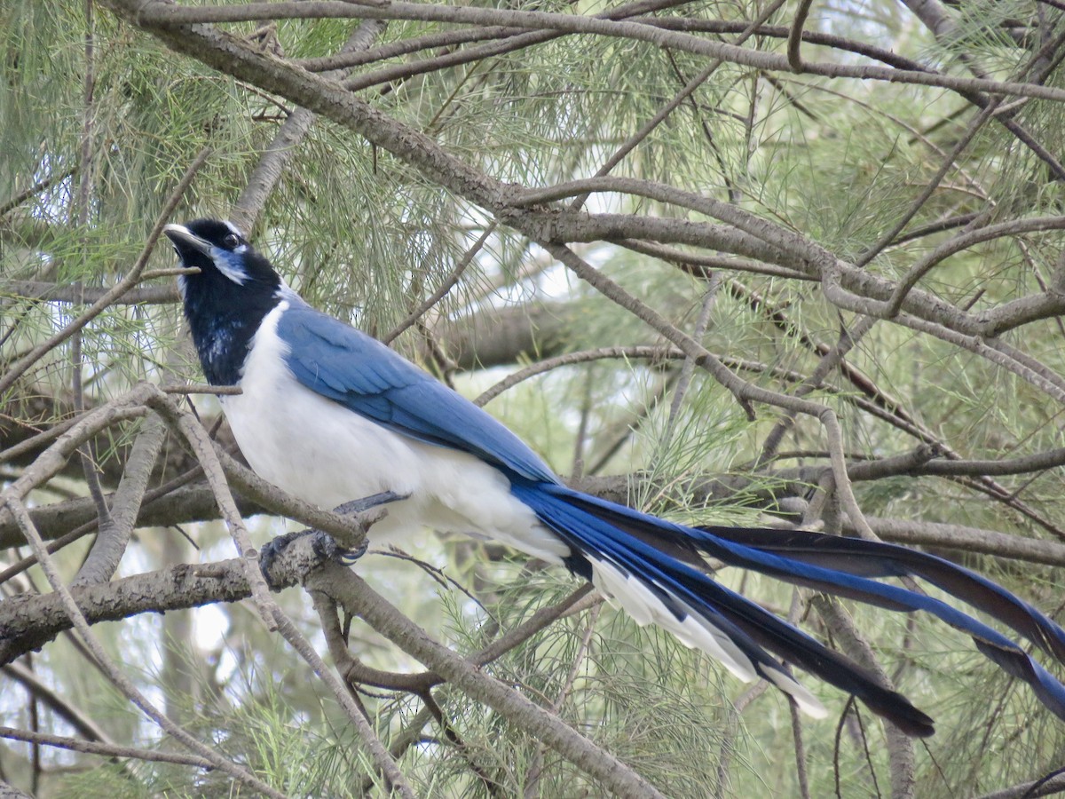 Black-throated Magpie-Jay - ML645132142