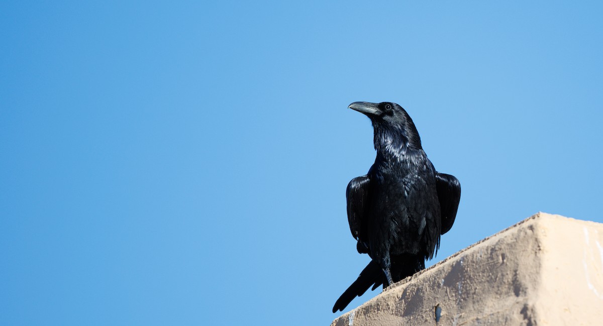 Kolkrabe - ML645132147