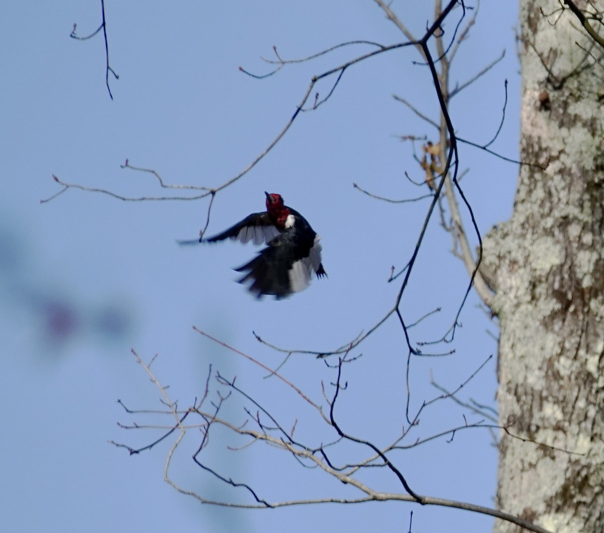 Red-headed Woodpecker - ML645132155