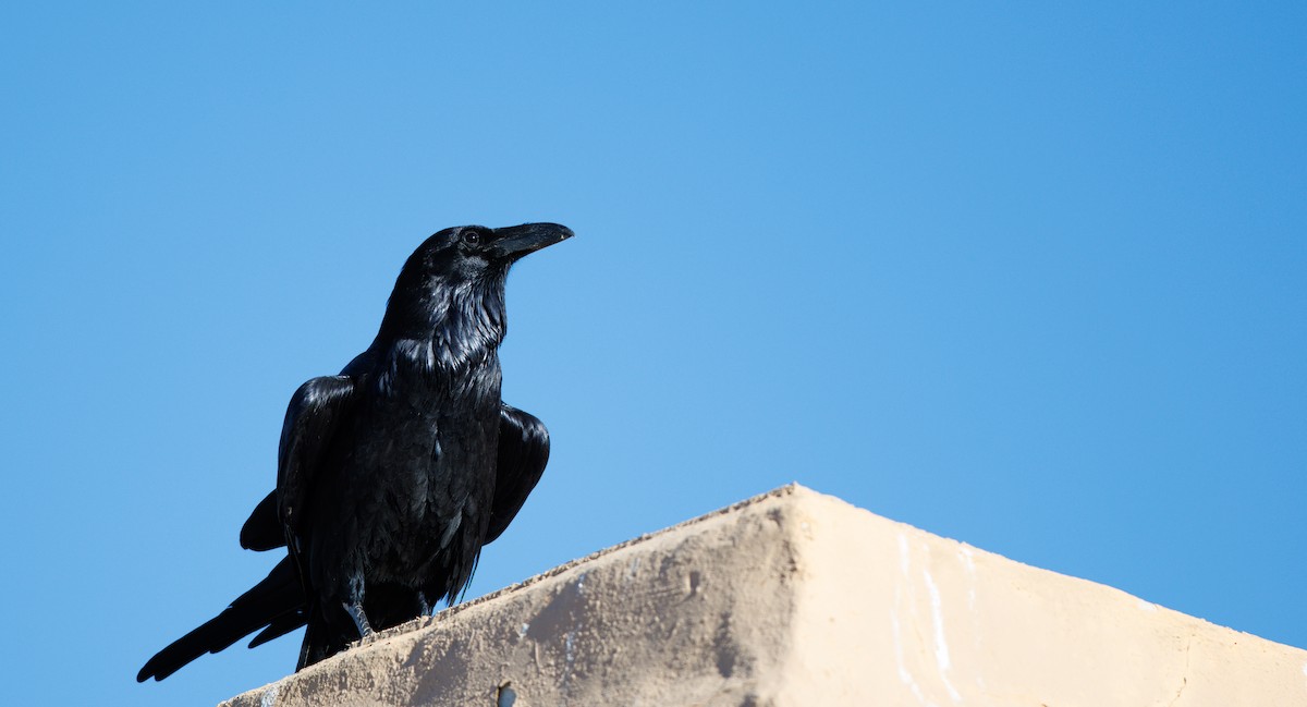 Kolkrabe - ML645132157