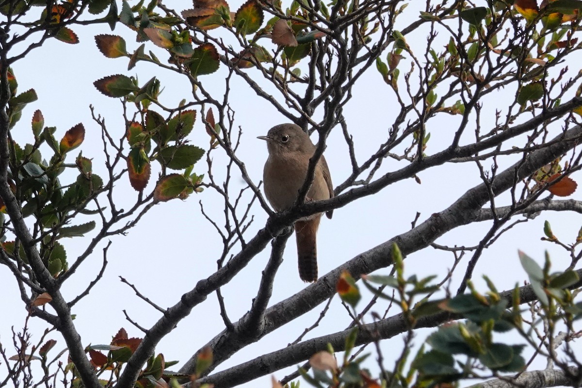 Southern House Wren - ML645132169