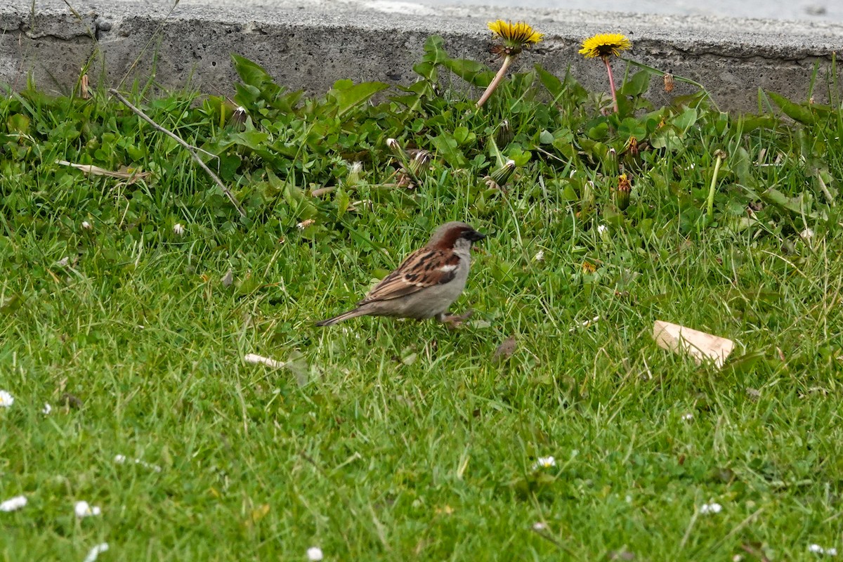 gråspurv - ML645132180