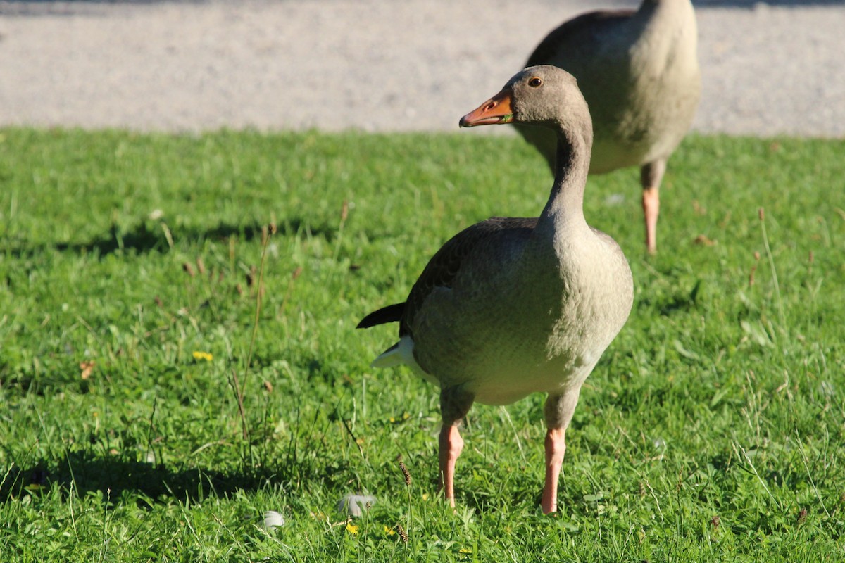 Graylag Goose - ML645132193