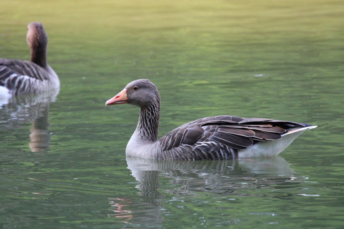 Graylag Goose - ML645132194