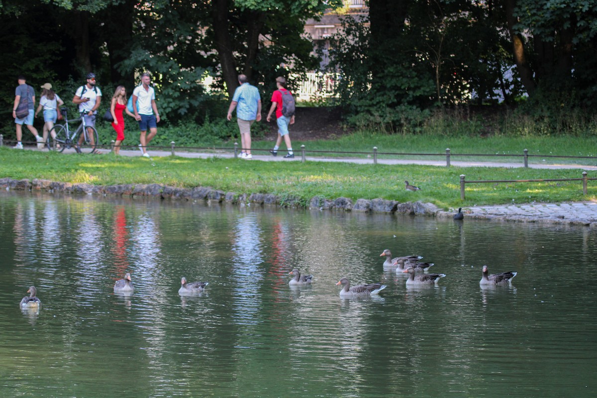 Graylag Goose - ML645132195