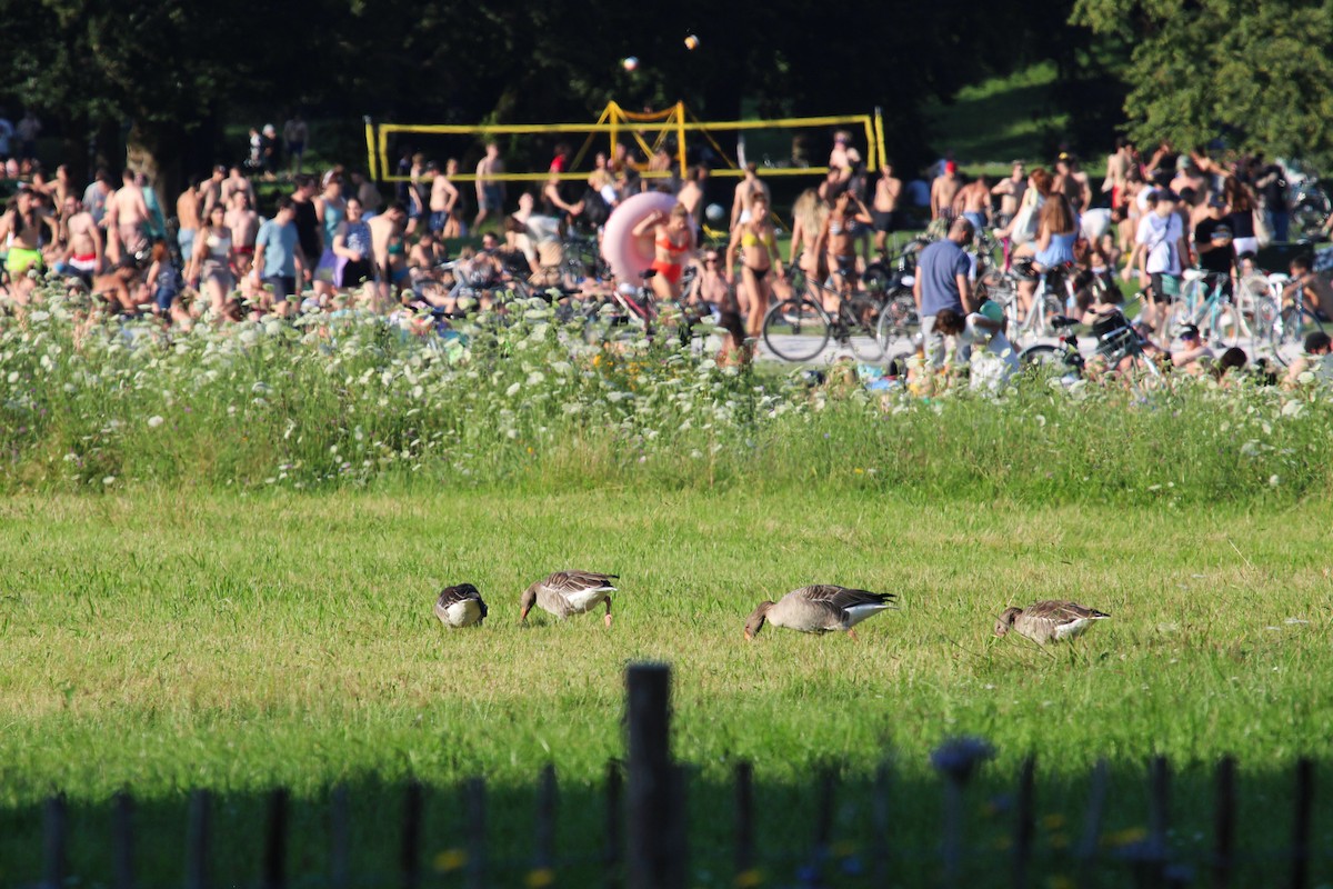 Graylag Goose - ML645132196