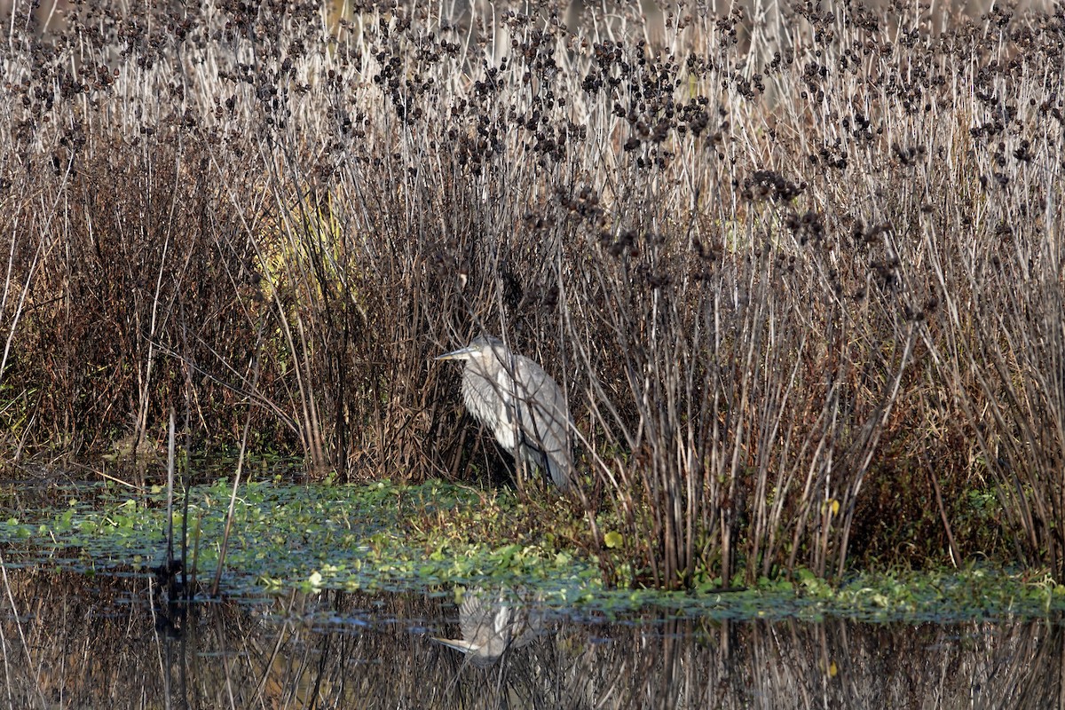Great Blue Heron - ML645132209