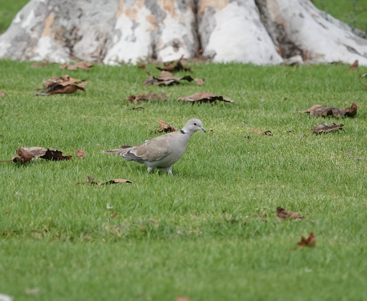 tyrkerdue - ML645132212