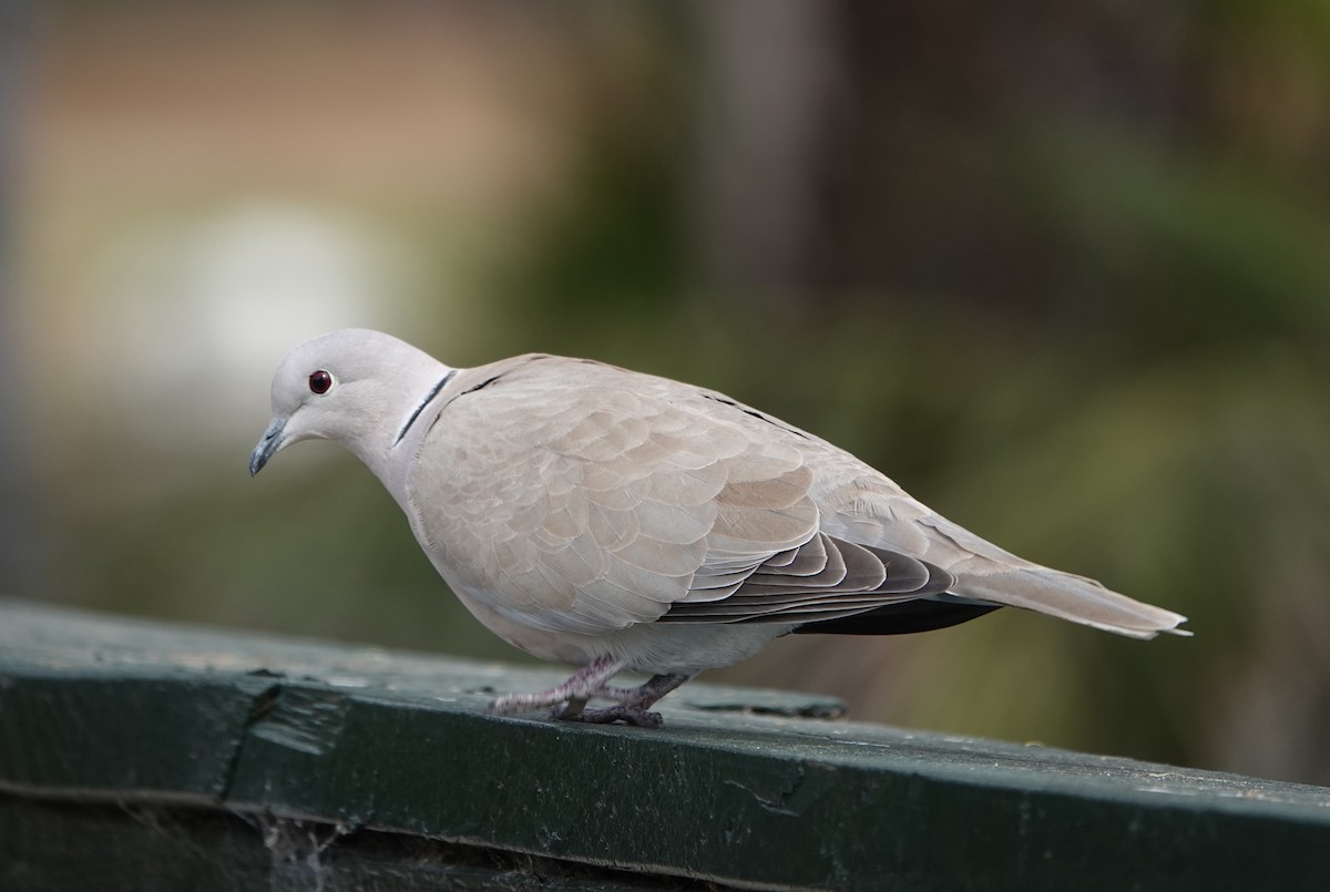 tyrkerdue - ML645132213