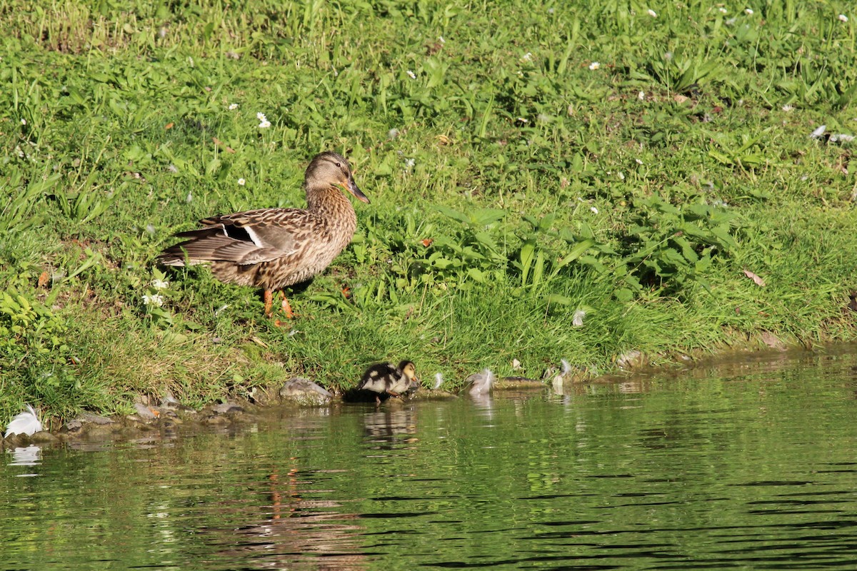 stokkand - ML645132214