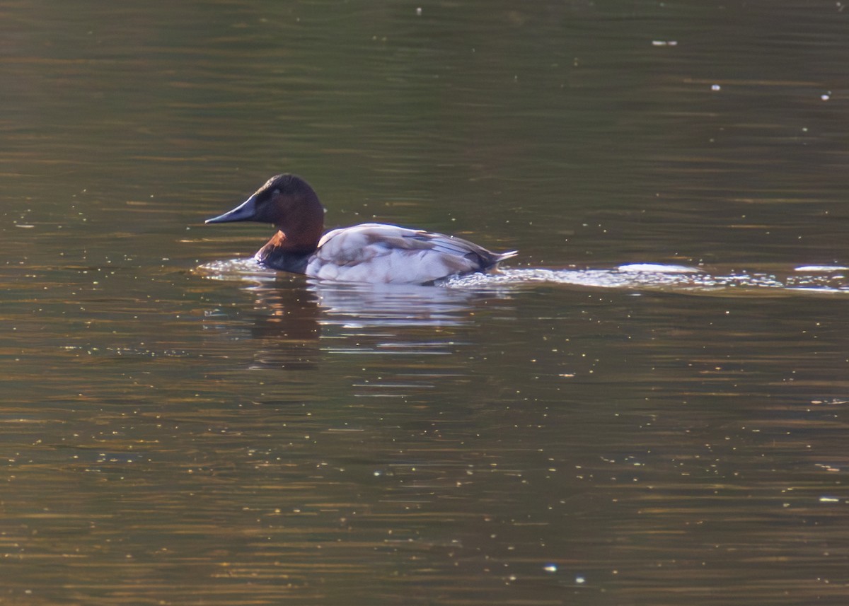 kanvasand - ML645132217