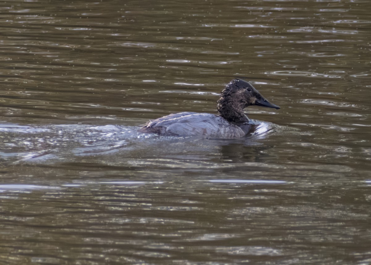 kanvasand - ML645132218