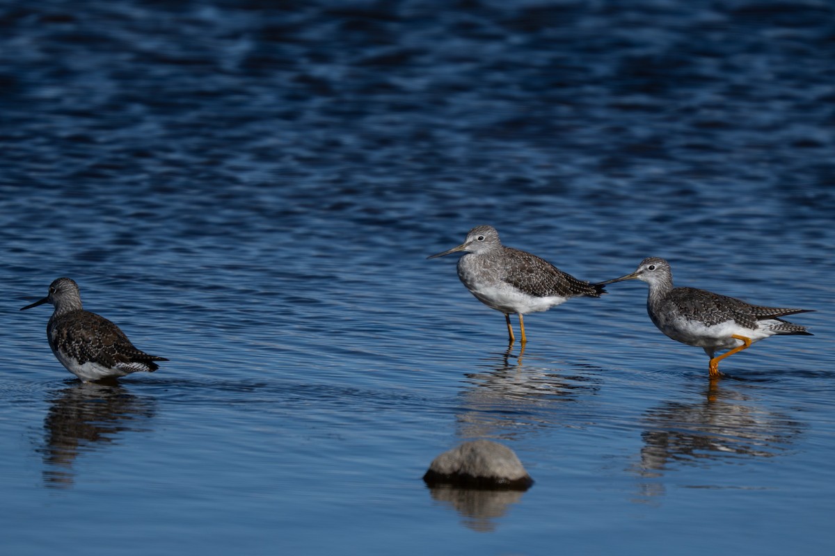 plystresnipe - ML645132219