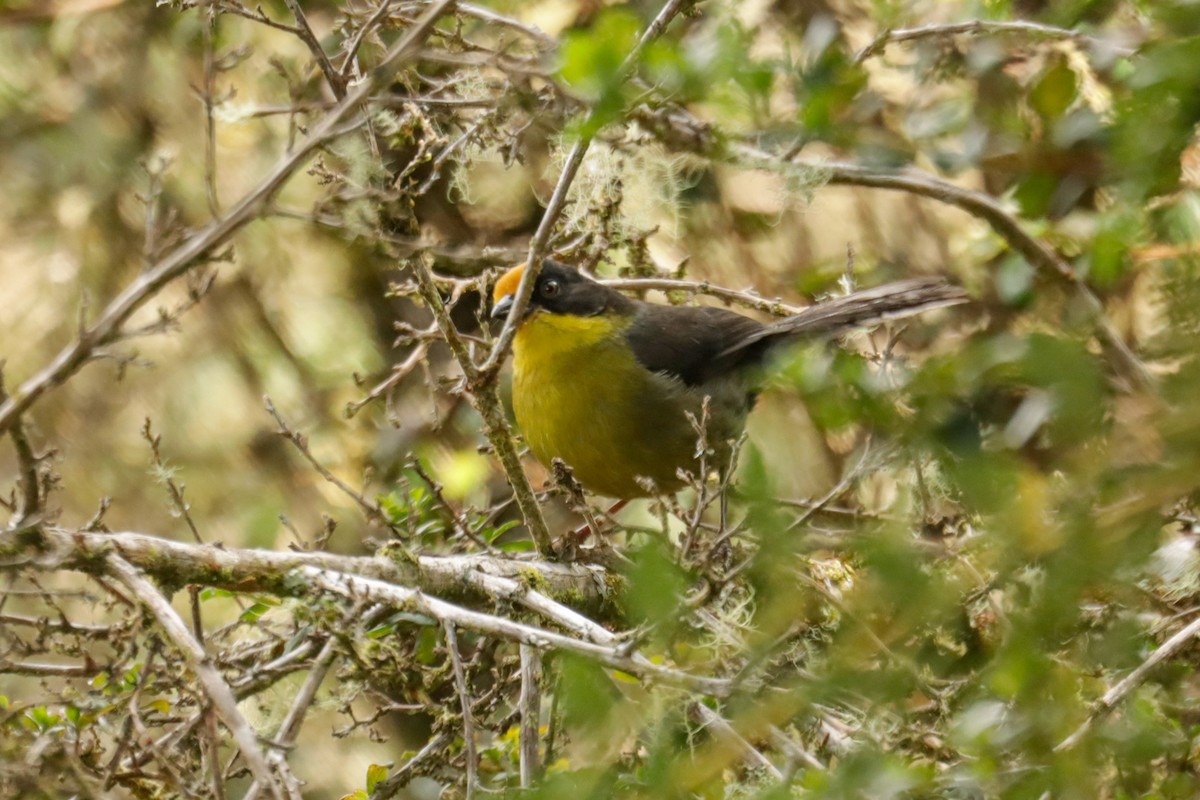 bleknakkekjerrspurv - ML645132220