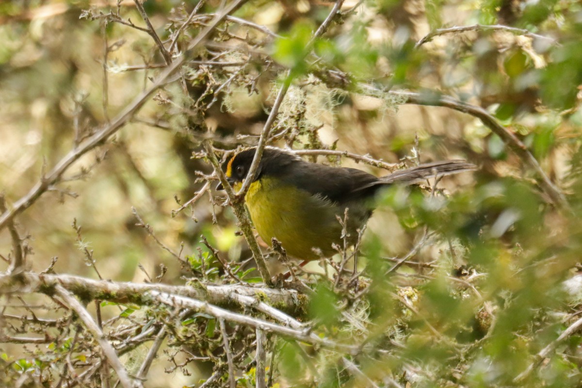 bleknakkekjerrspurv - ML645132222