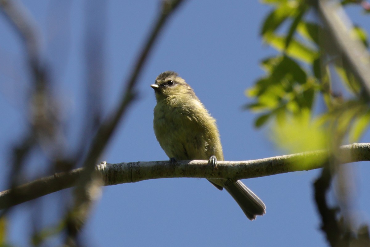 blåmeis - ML645132223