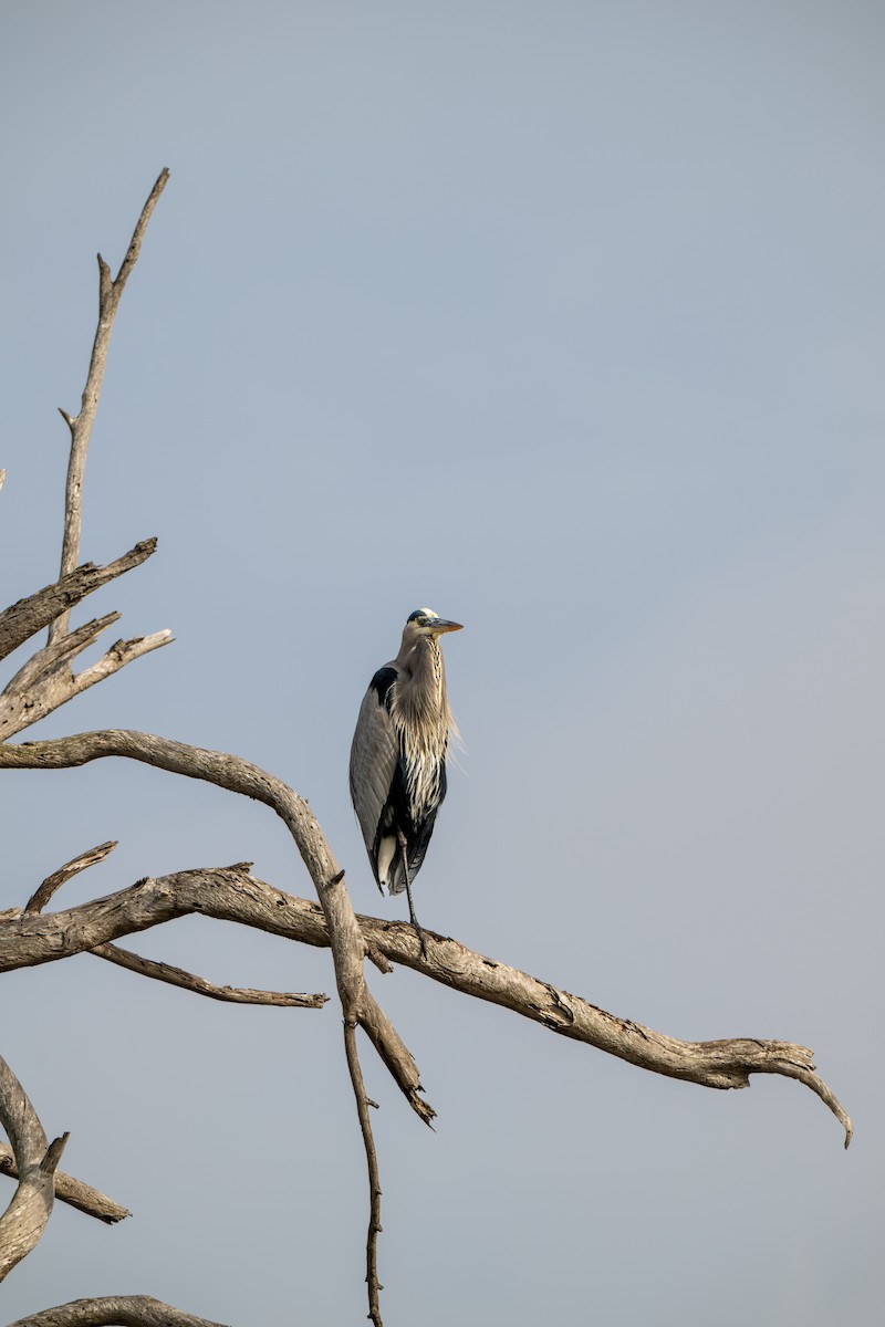 herodiashegre - ML645132224