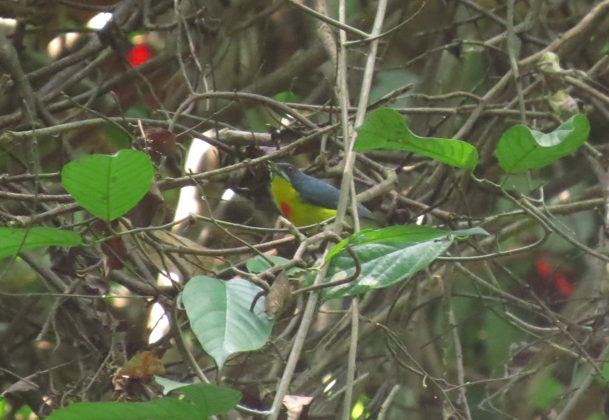 karminbrystblomsterfugl - ML645132225