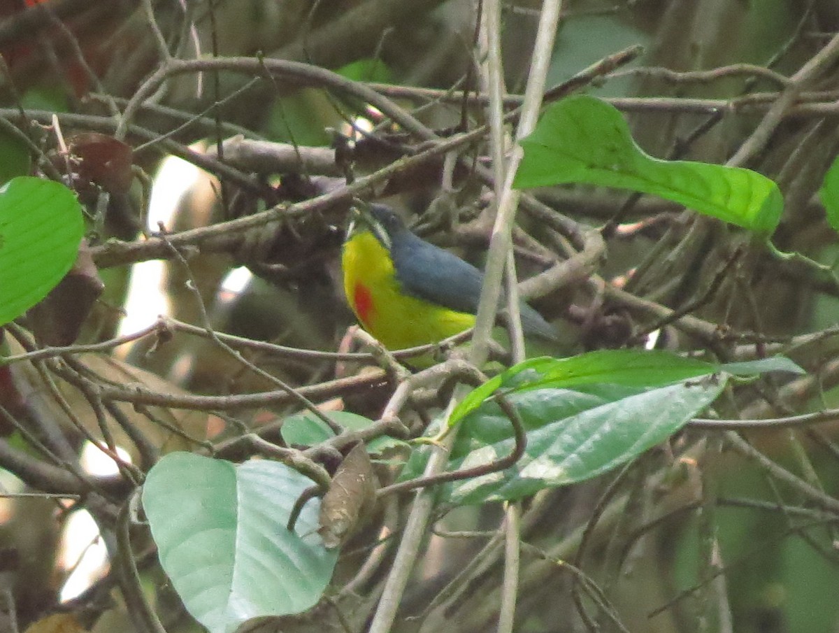 karminbrystblomsterfugl - ML645132226