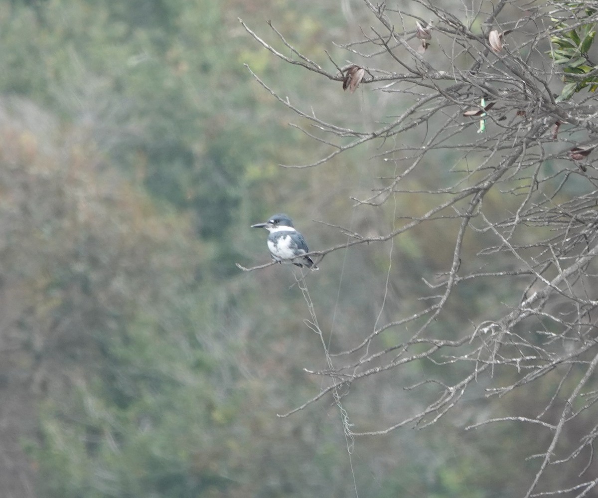 belteisfugl - ML645132227