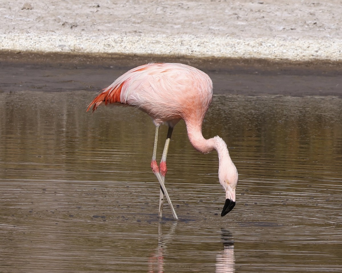 chileflamingo - ML645132228