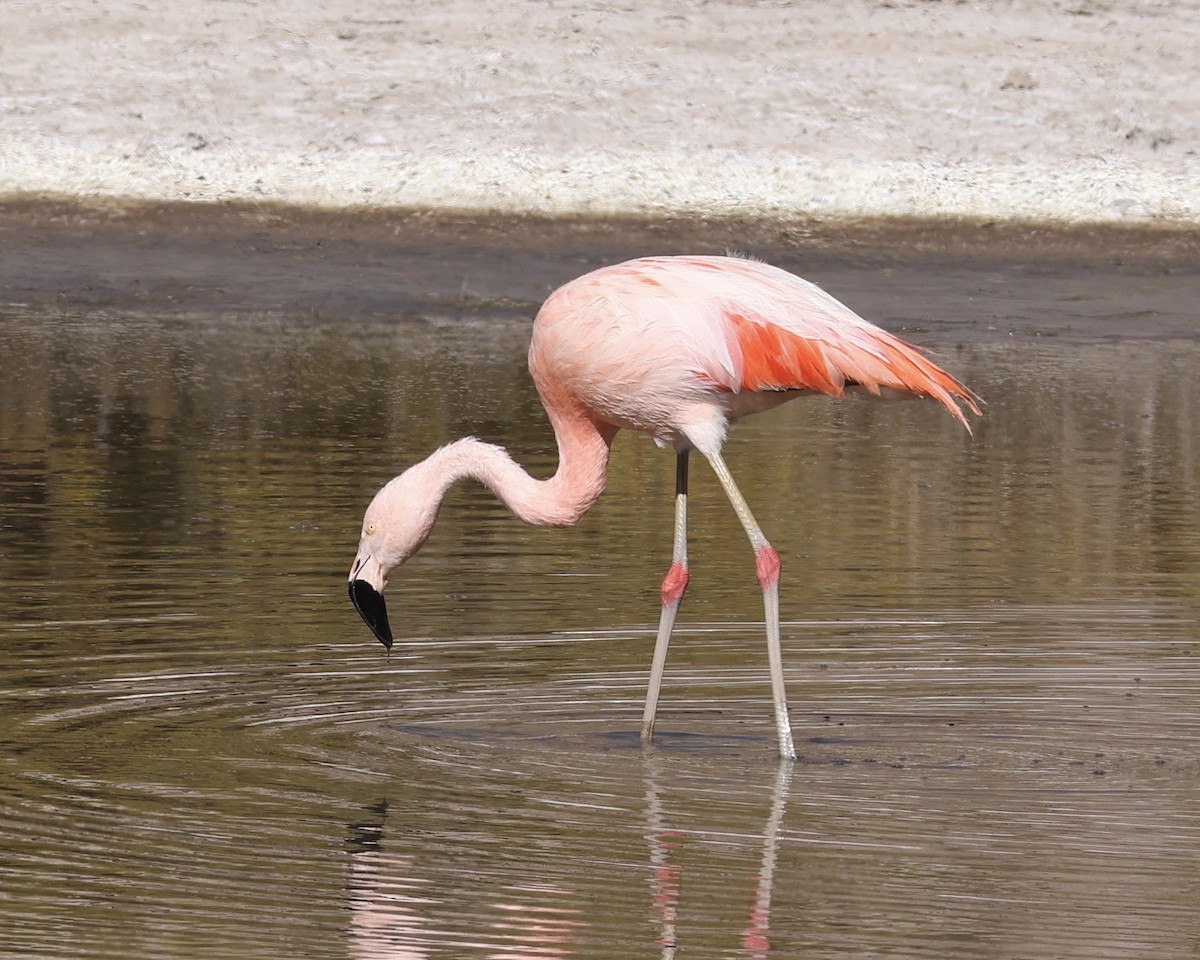 chileflamingo - ML645132229