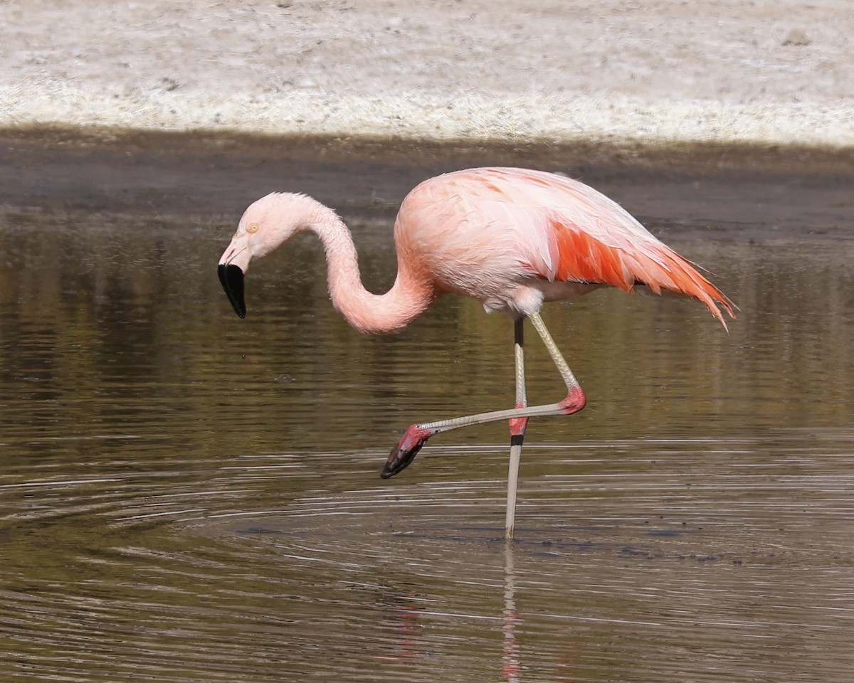 chileflamingo - ML645132230