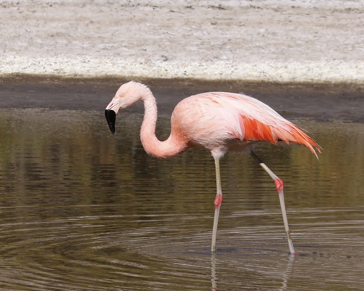 chileflamingo - ML645132231