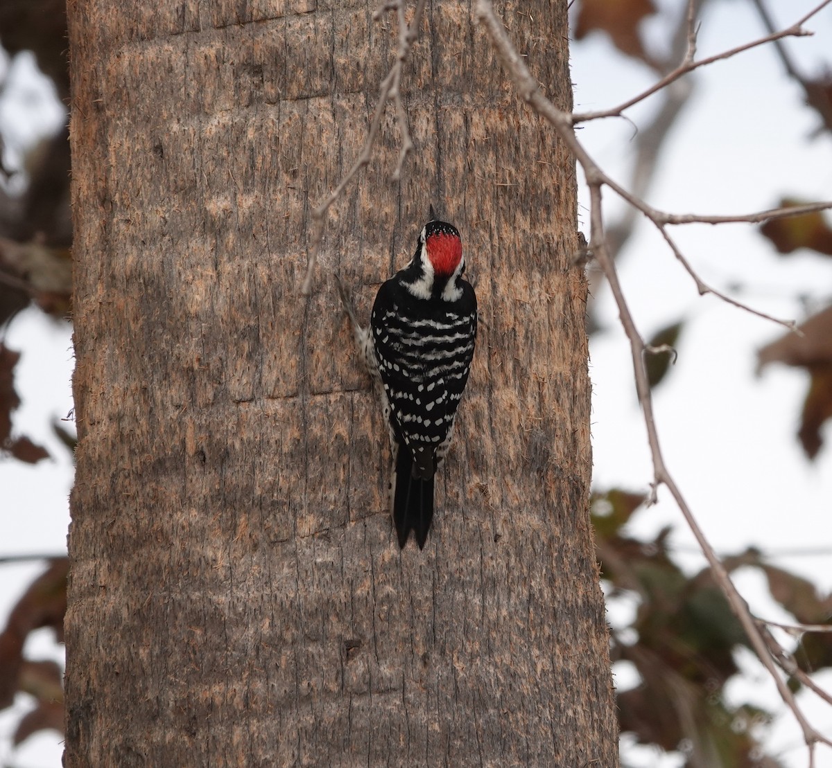 kaliforniaspett - ML645132232