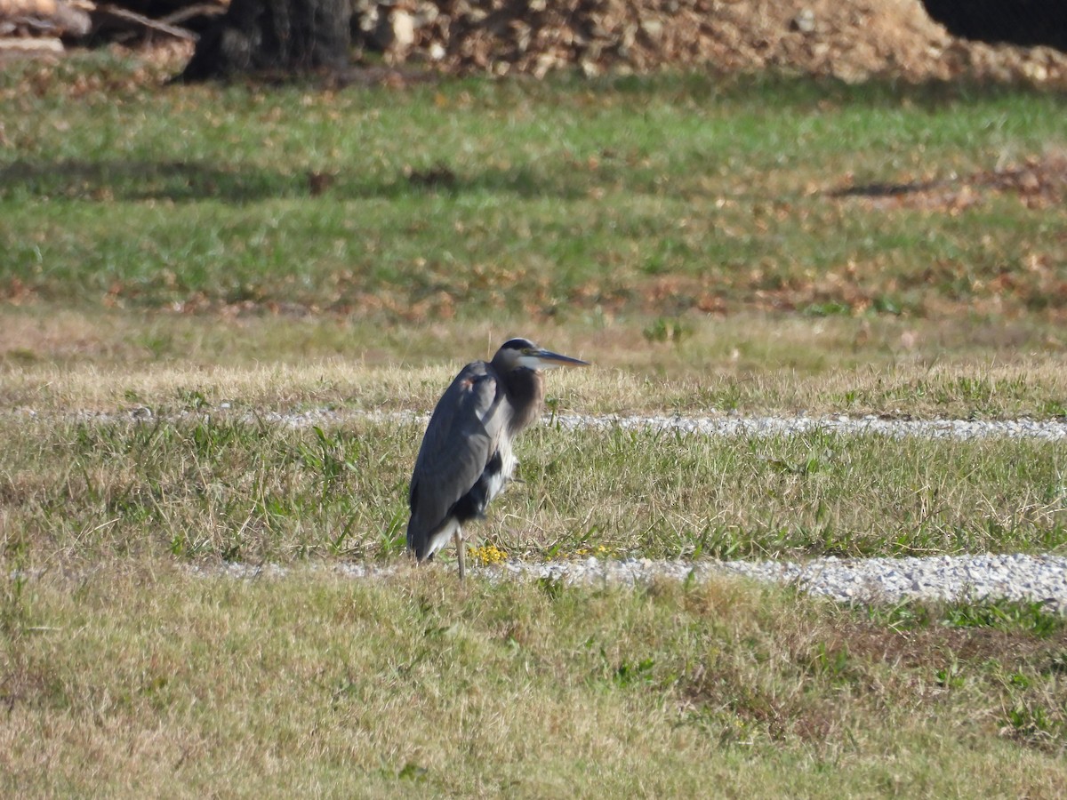 herodiashegre - ML645132233