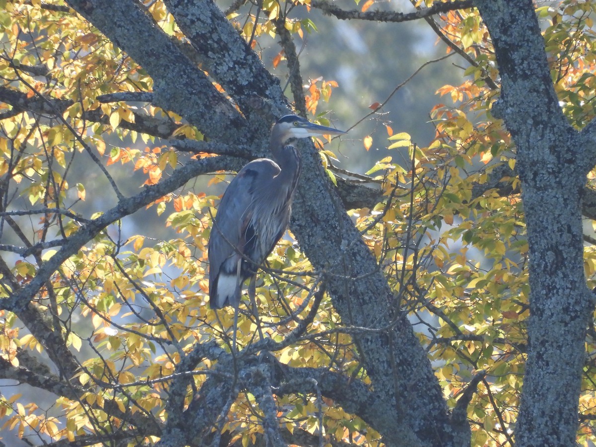 herodiashegre - ML645132234