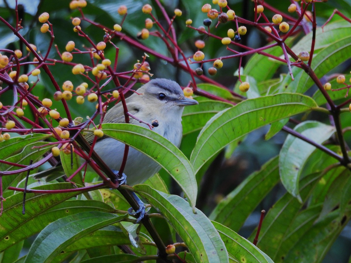 rødøyevireo - ML645132235