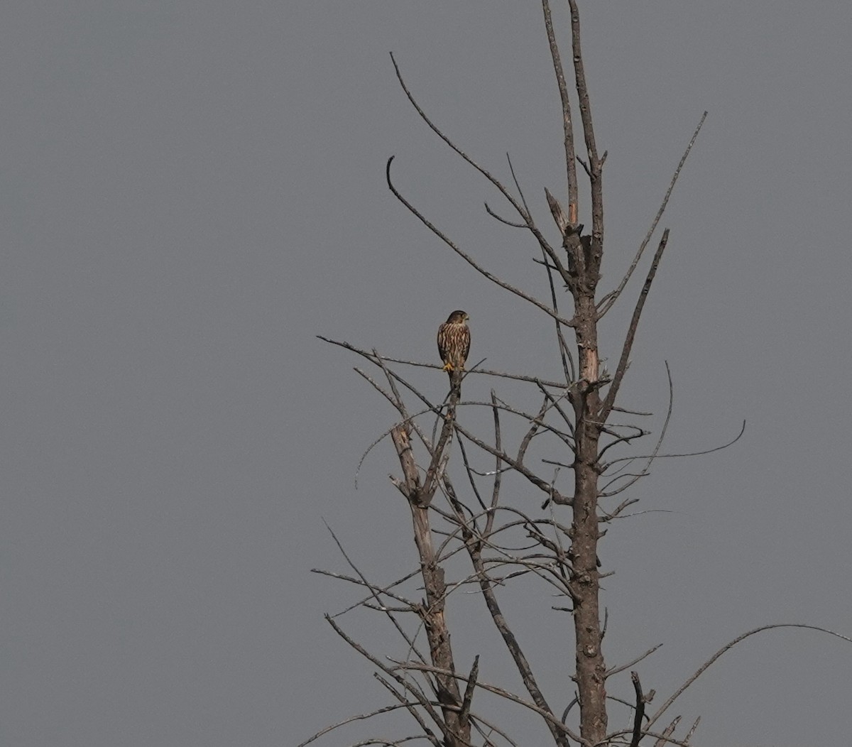 dvergfalk - ML645132236